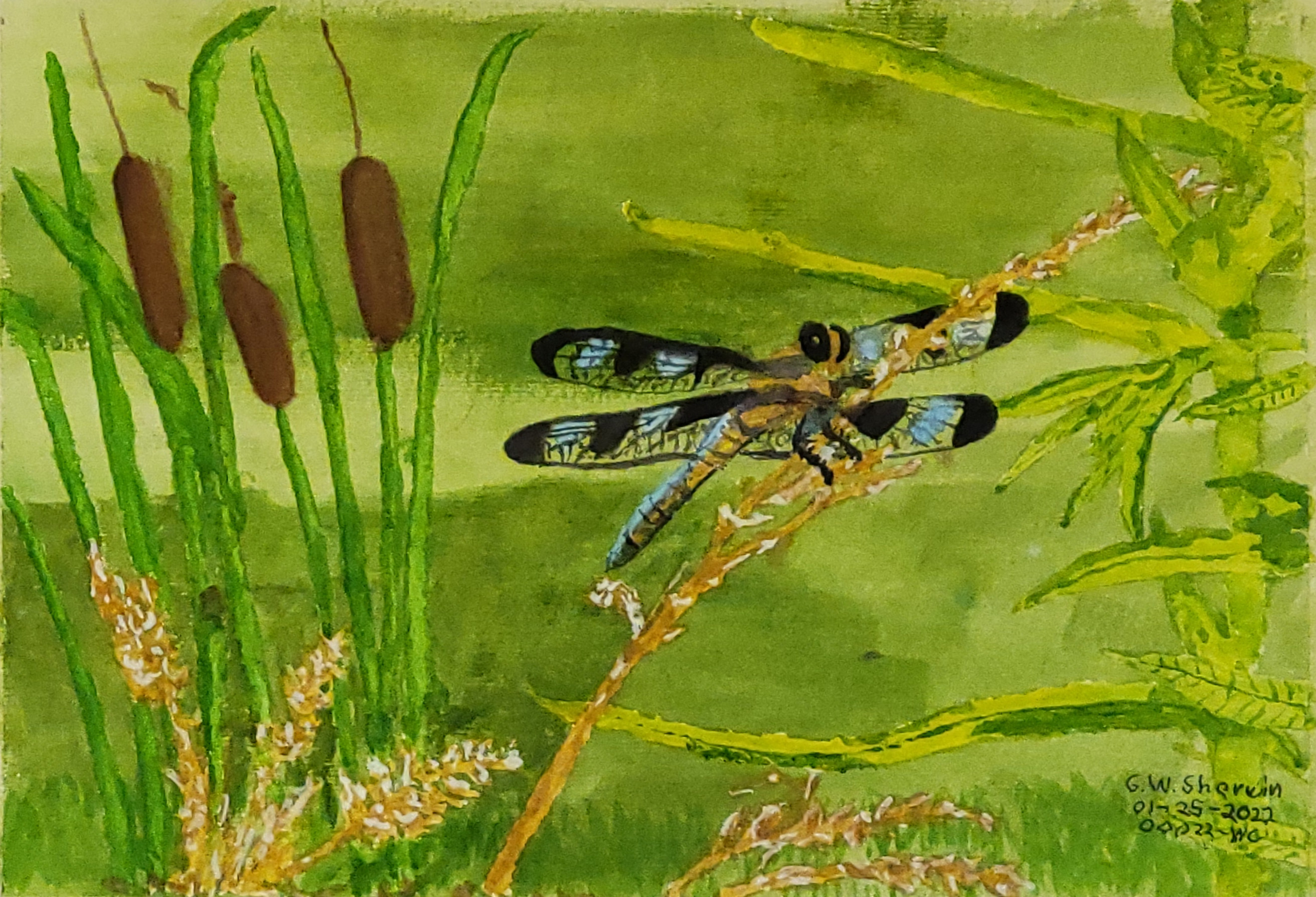 20220125-Dragonfly