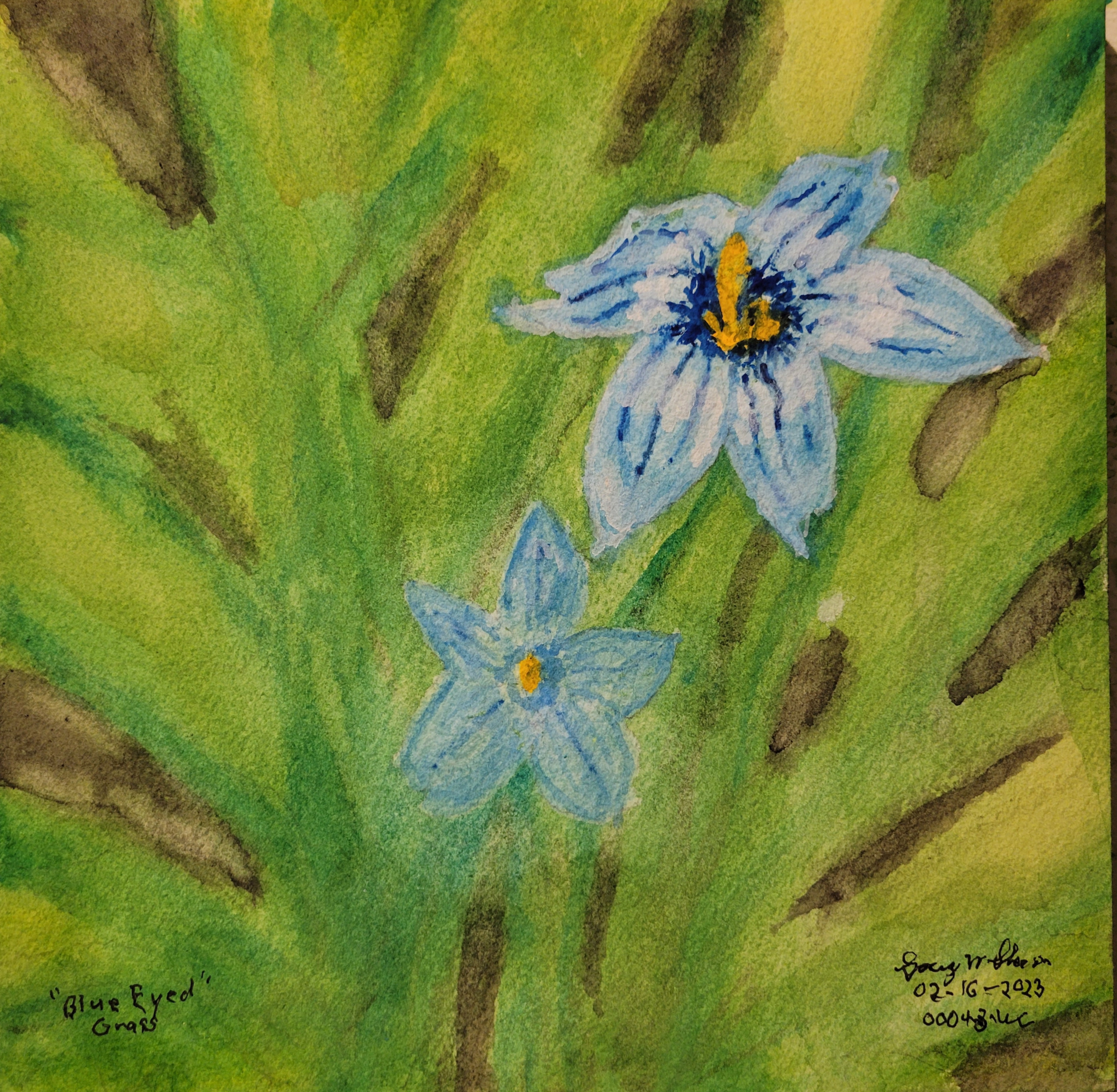 20230216-Blue-Eyed-Grass