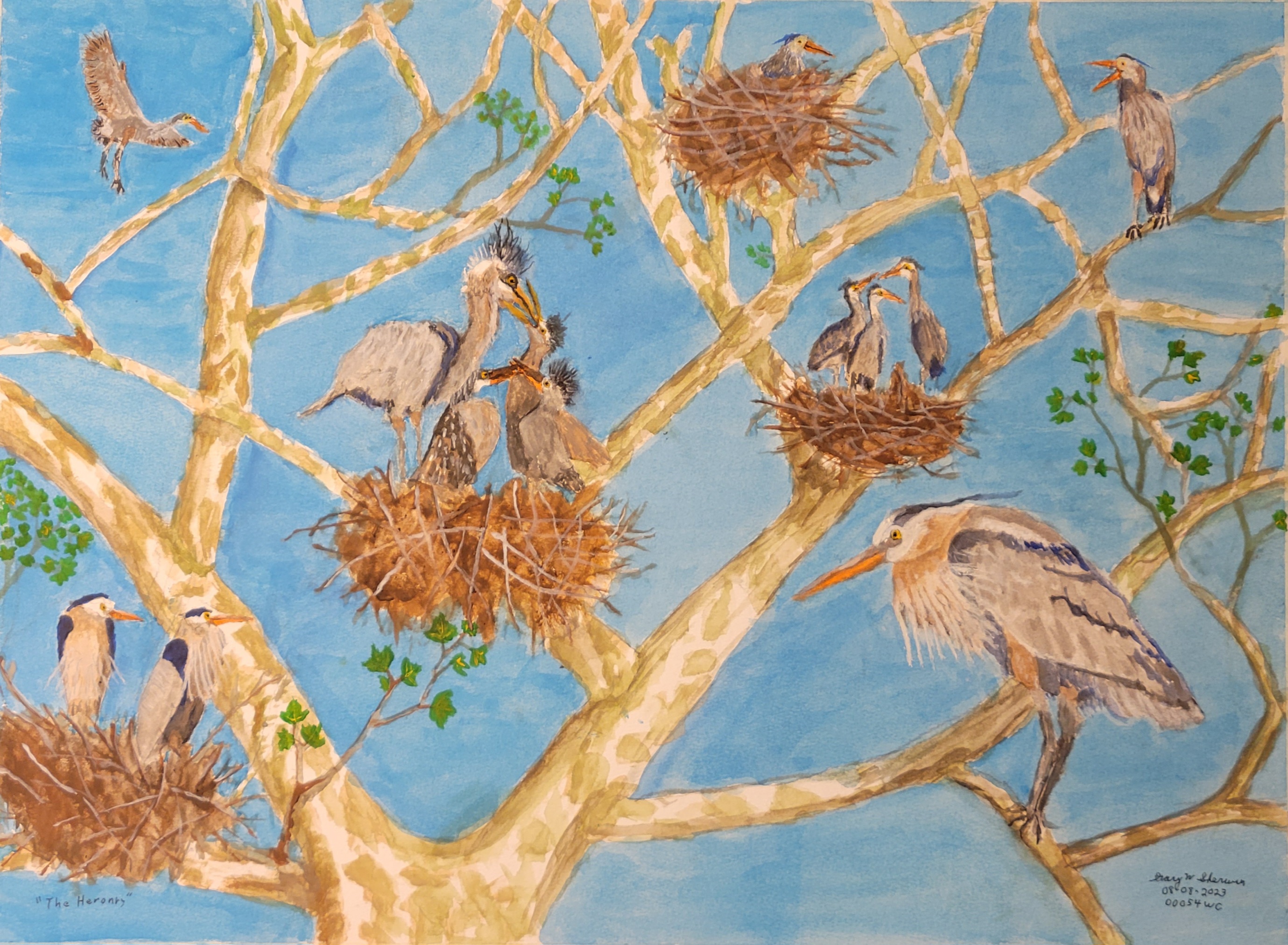 20230808-The-Heronry