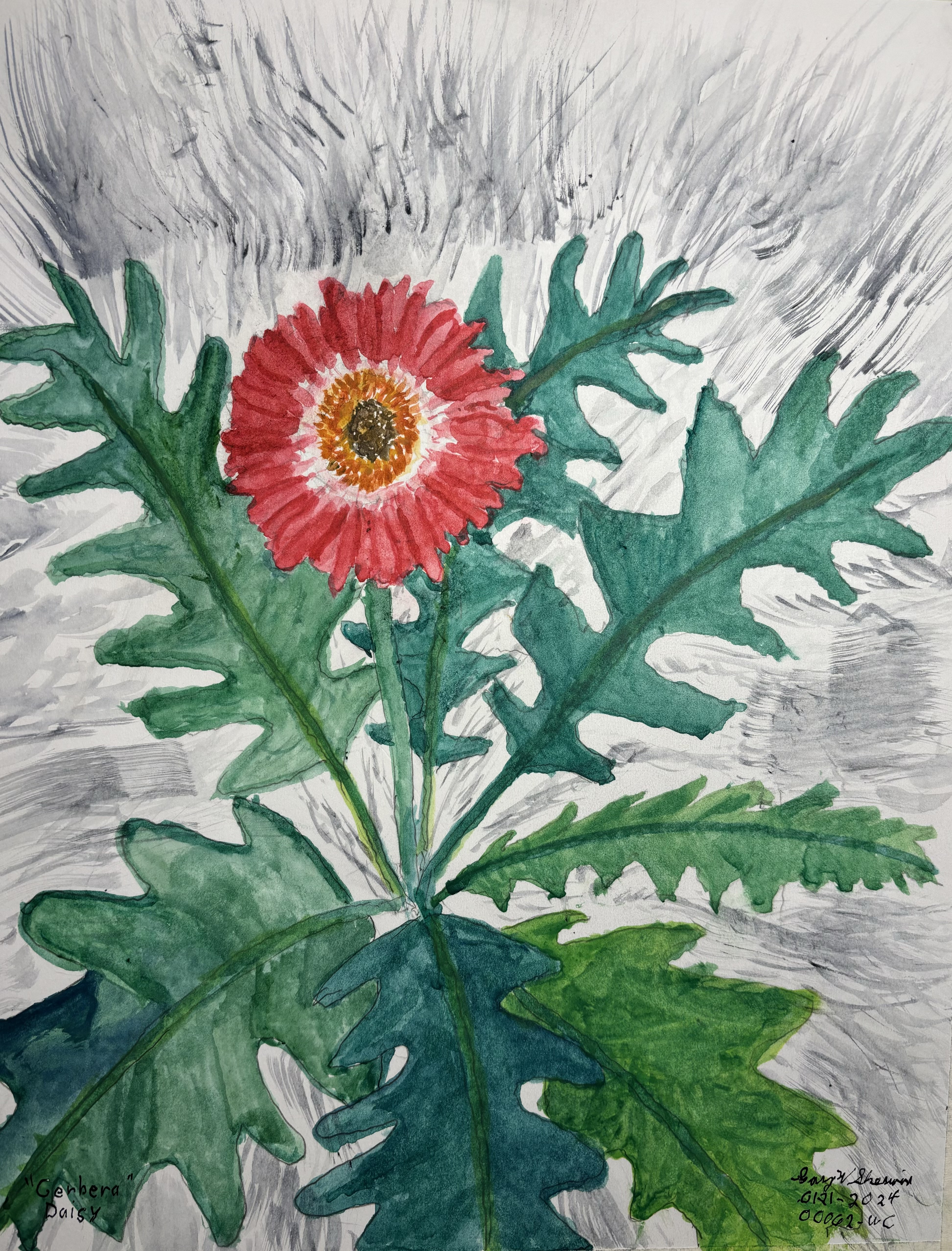 20240121-Gerbera-Daisy