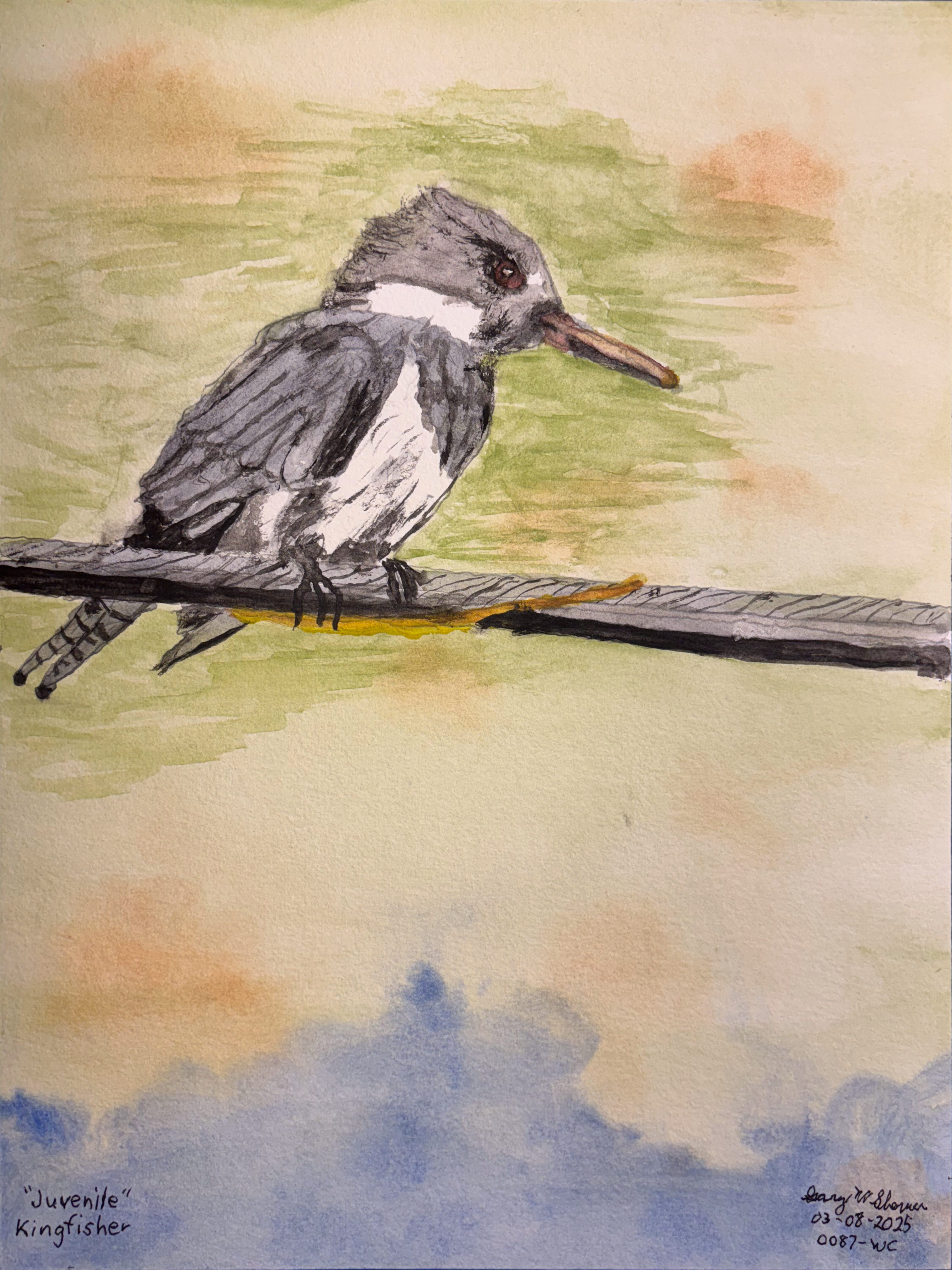 20250308-Juvenile-Kingfisher