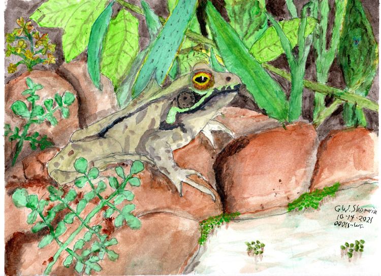 20211114-Frog