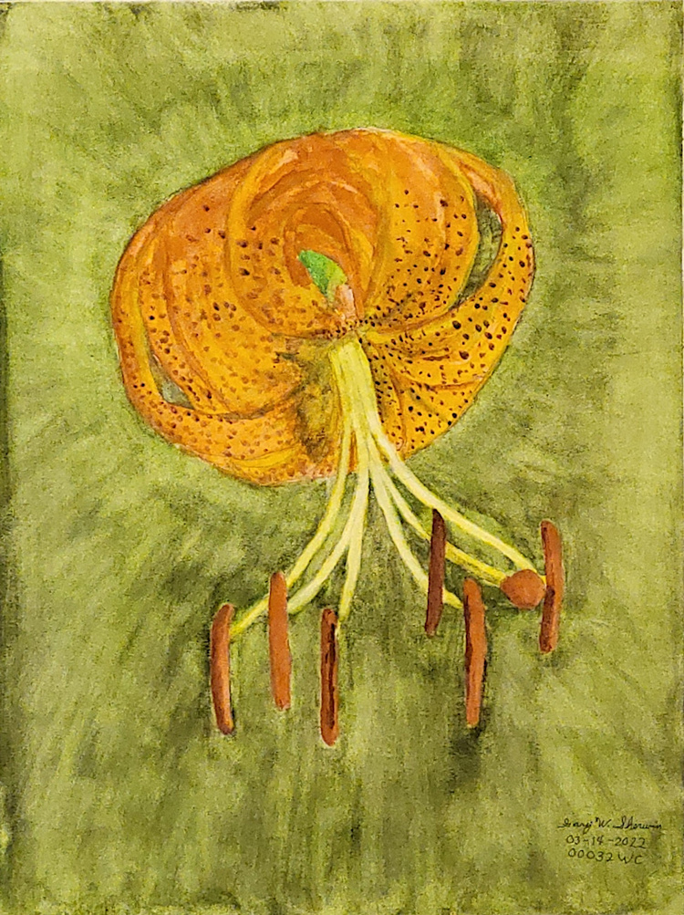 20220314-LiliumSuperbum