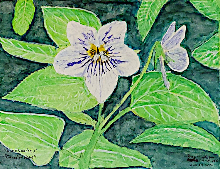 20220404-Canadian-Violet