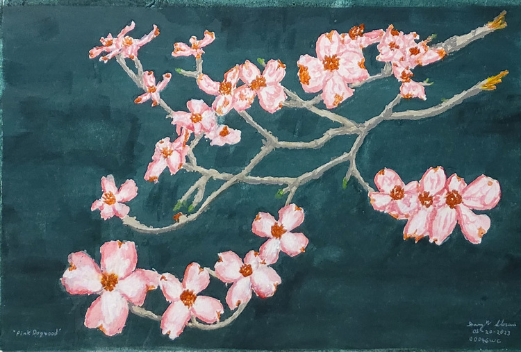20230520-Pink-Dogwood