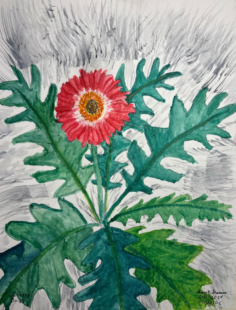 20240121-Gerbera-Daisy