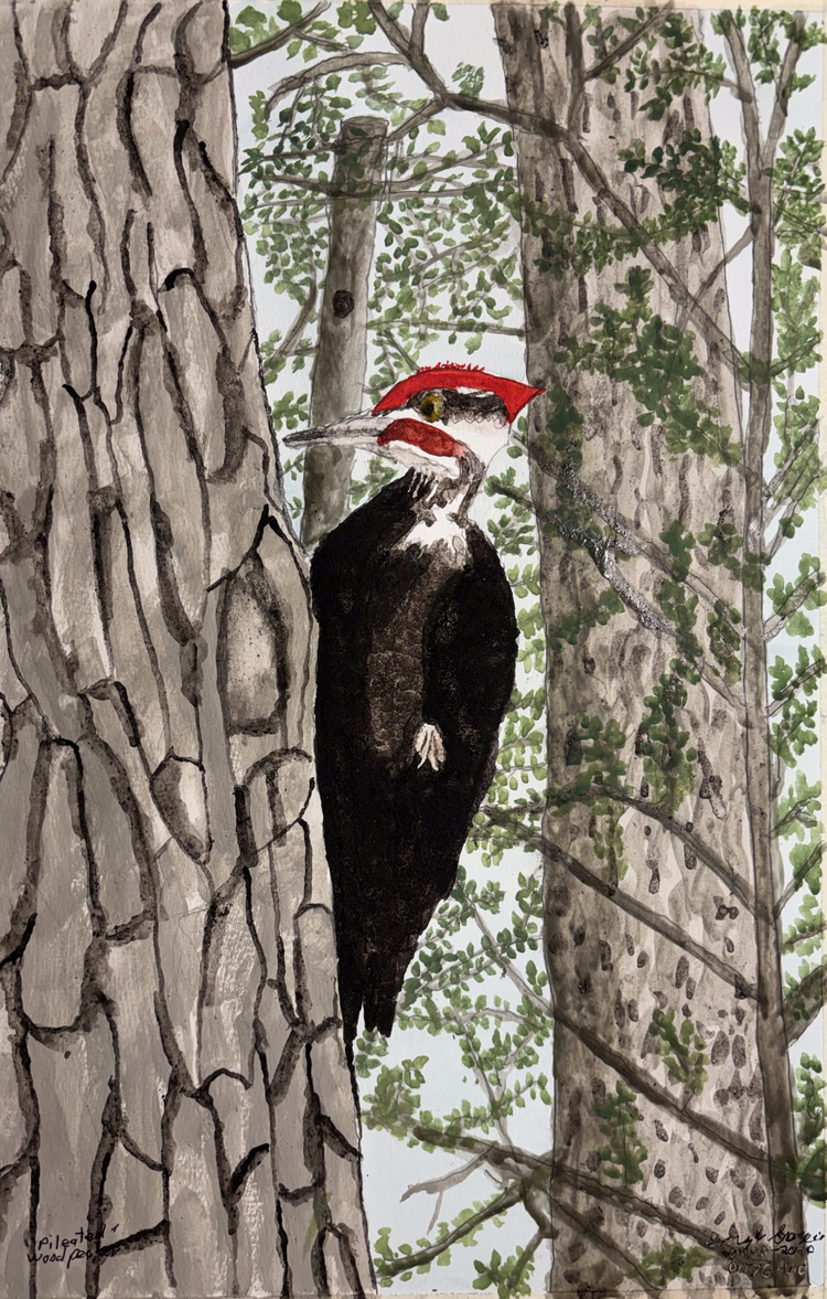 20240425-Pileated-Woodpecker