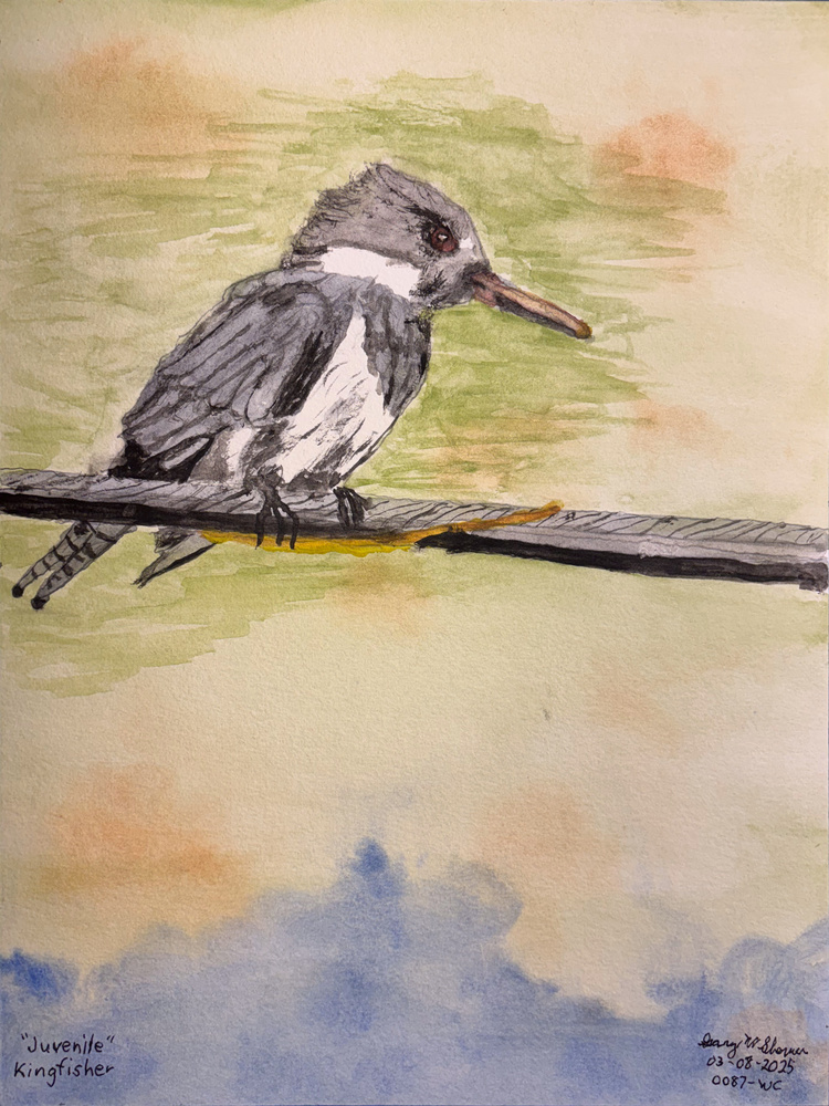 20250308-Juvenile-Kingfisher