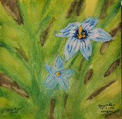 20230216-Blue-Eyed-Grass