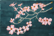 20230520-Pink-Dogwood