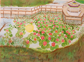 20230621-Summner-Solstiice-Lillies