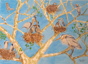 20230808-The-Heronry